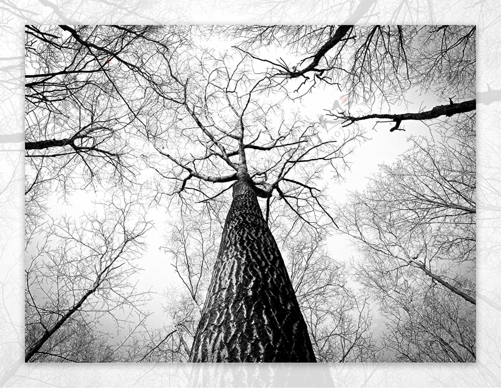 一棵大树摄影图片-一棵大树摄影作品-千库网