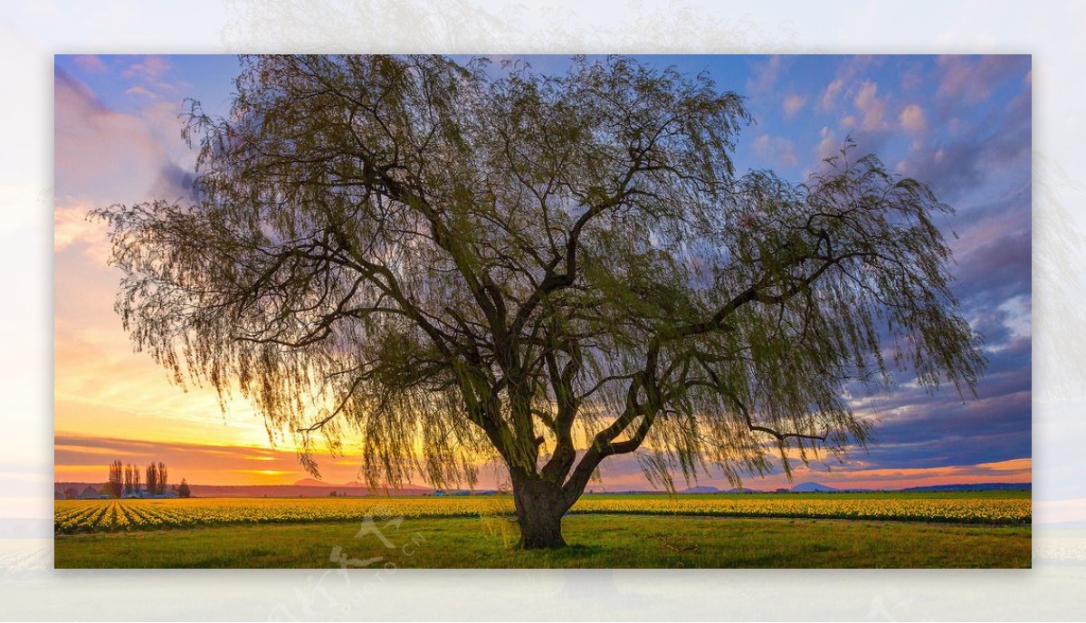夕阳大树图片