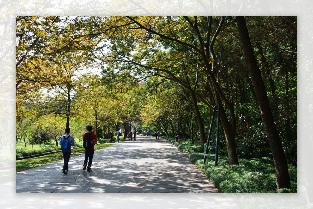 明孝陵道路秋景图片