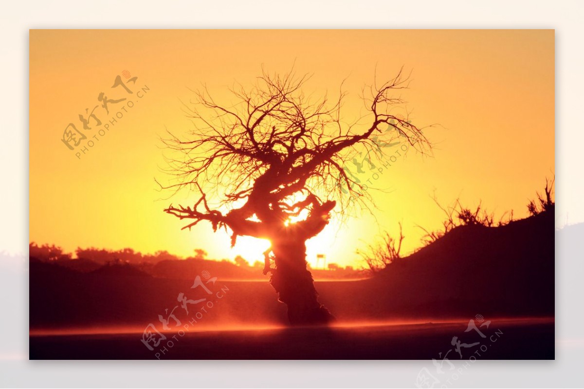 北戴河夕阳大树美景图图片