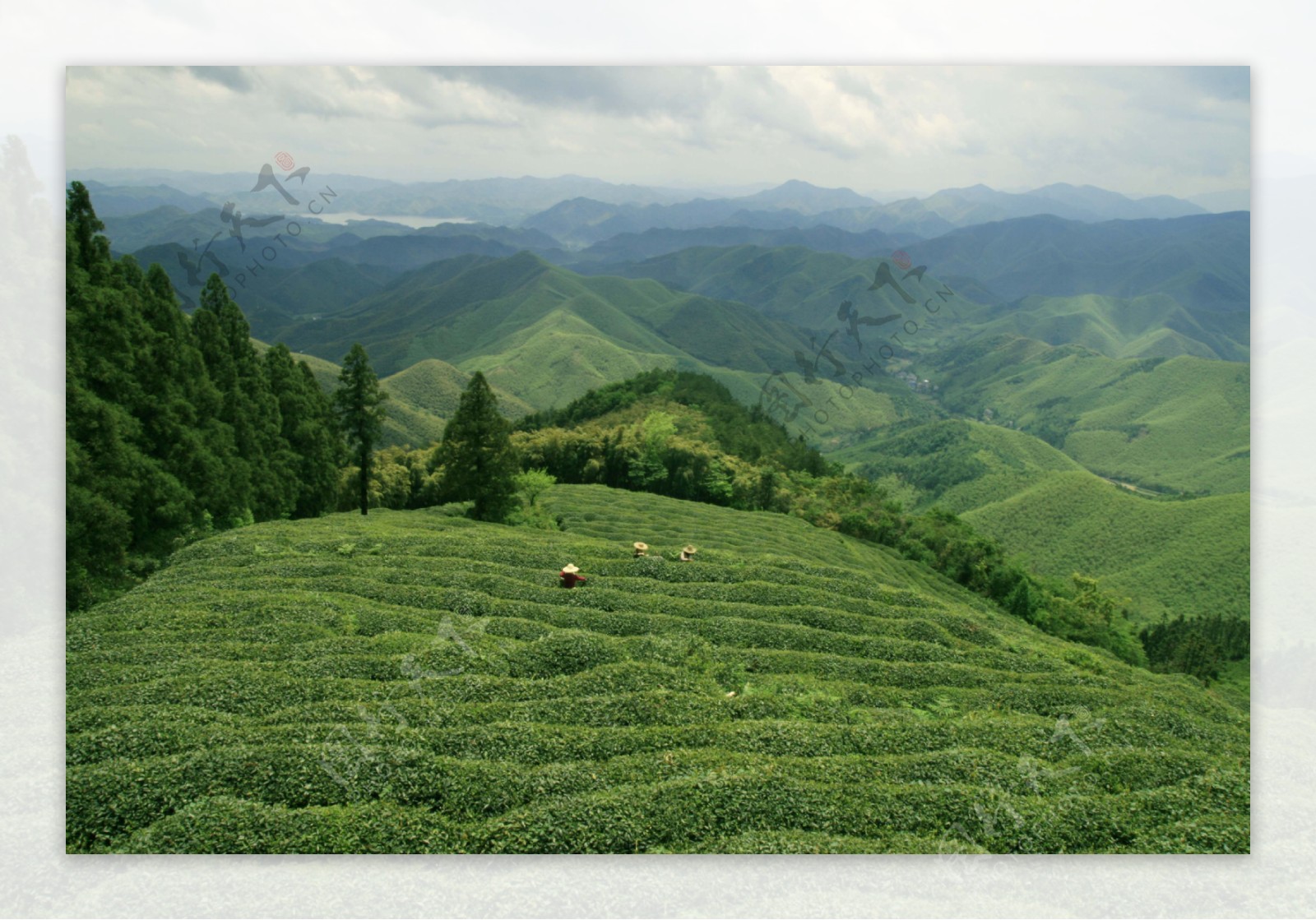 莫干山茶田图片