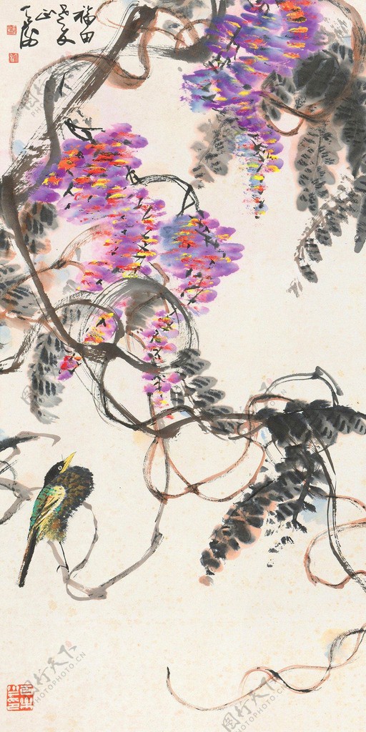 紫藤小鸟图片
