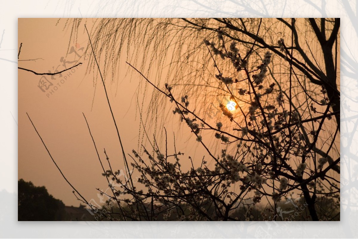 梅花黄昏风景图片