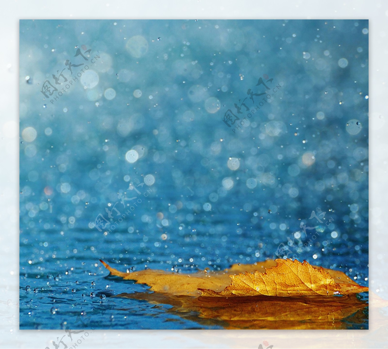 雨水枫叶图片