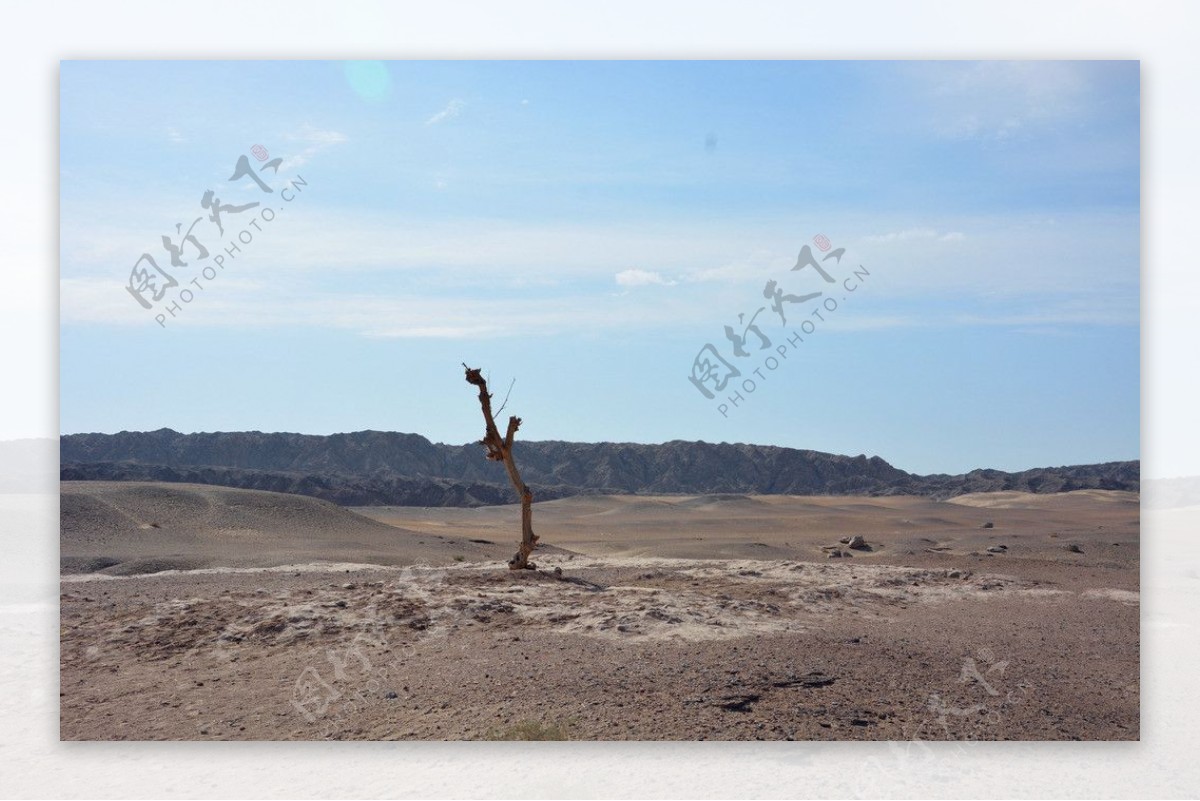 荒漠枯木图片