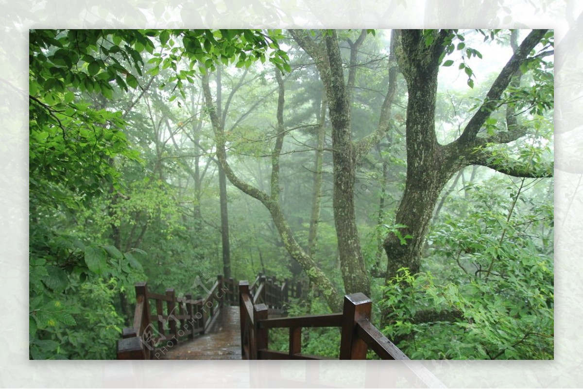 雨林图片