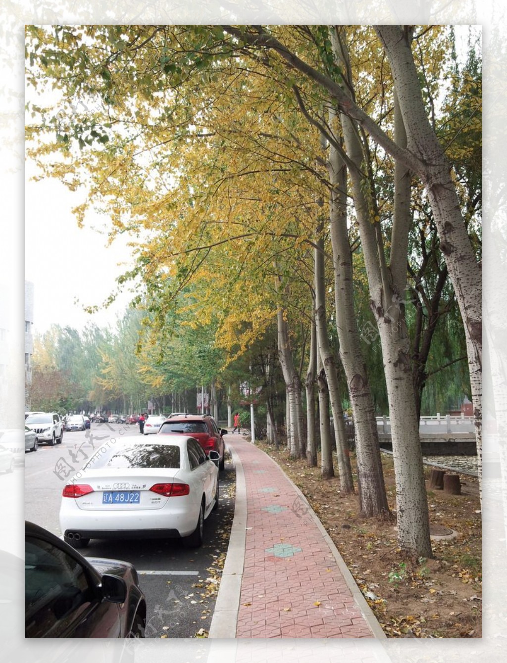 秋天路边的杨树图片