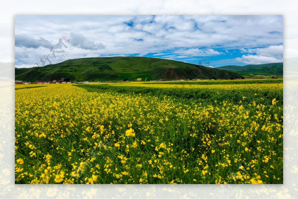 最美花海俏门源，2019门源油菜花文旅节将于7月9日开幕|祁连山|青海|门源_新浪网