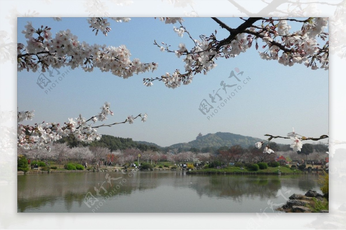东湖樱花图片