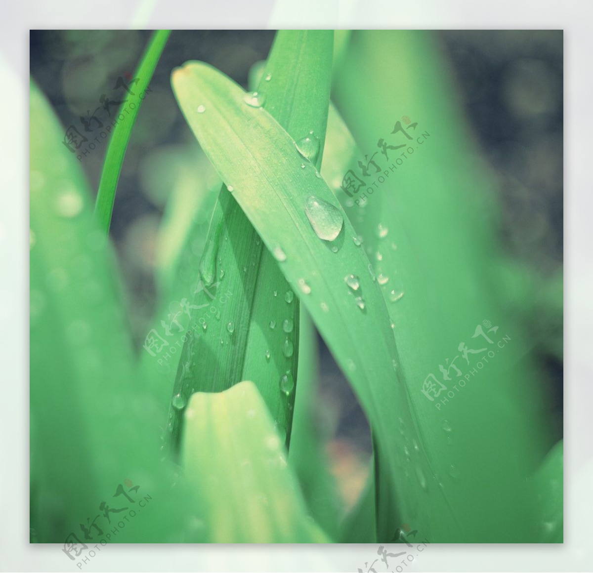 露水植物图片