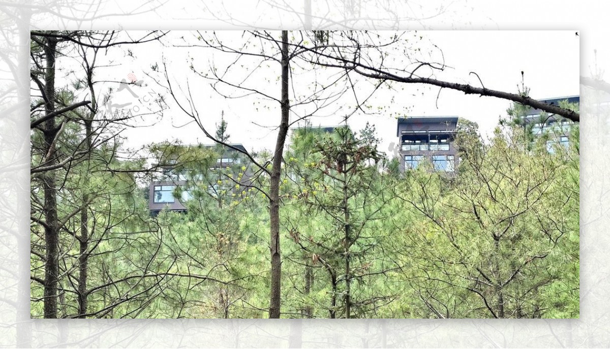 裸心谷树顶别墅图片