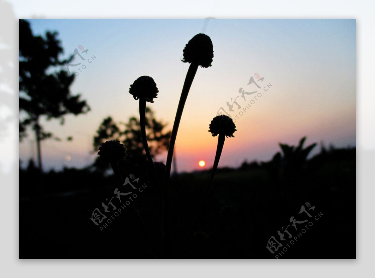 夕阳下的美图片