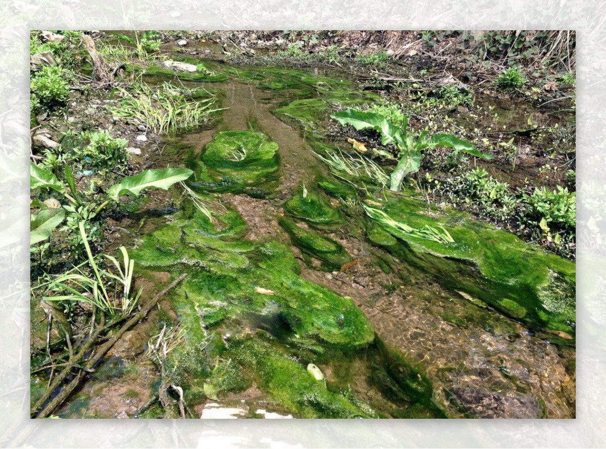 小绿溪清水图片