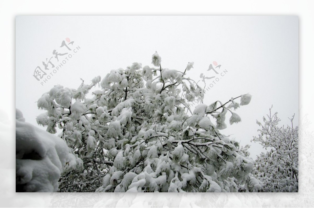 雪景雪松图片