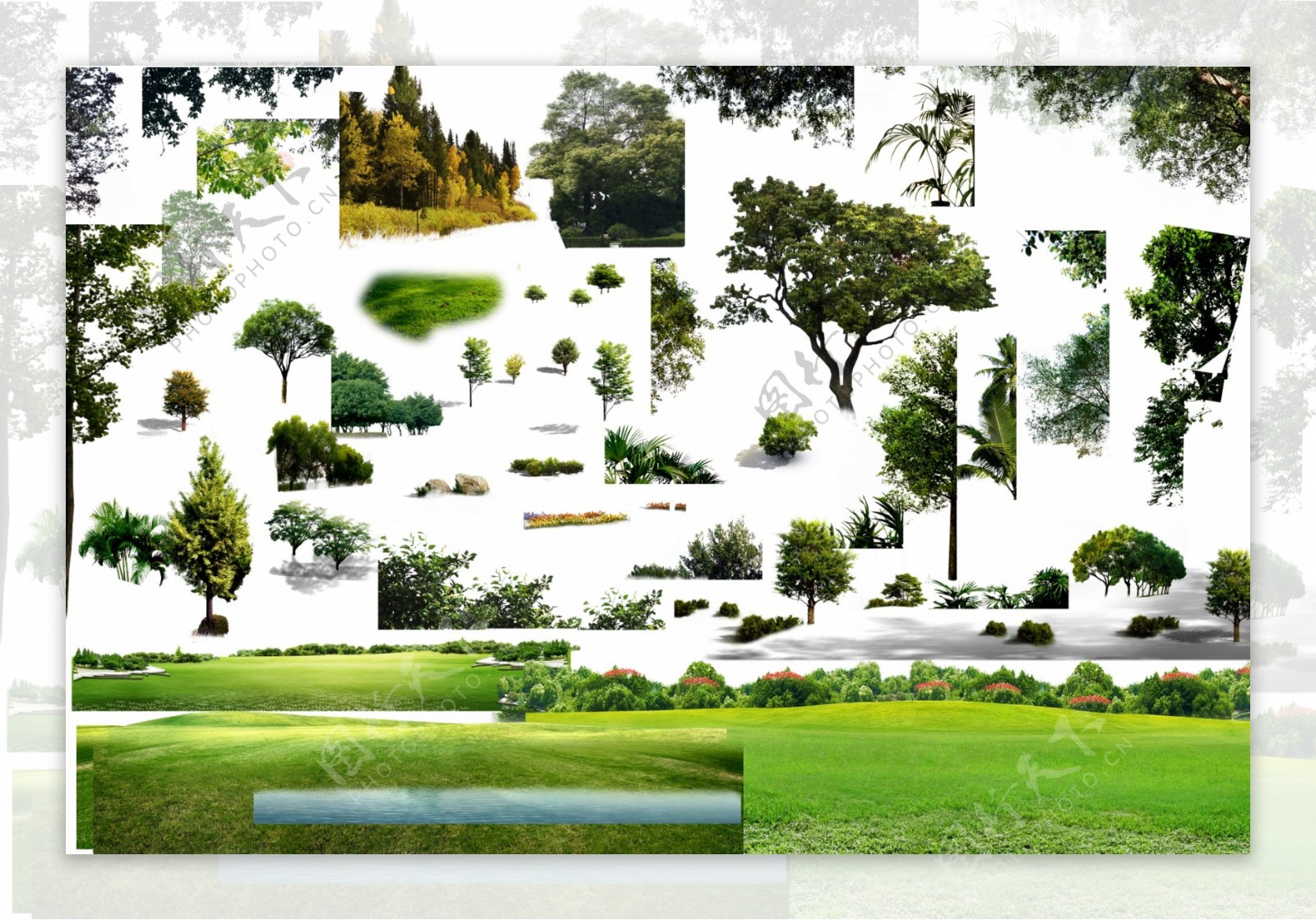 绿化树图片