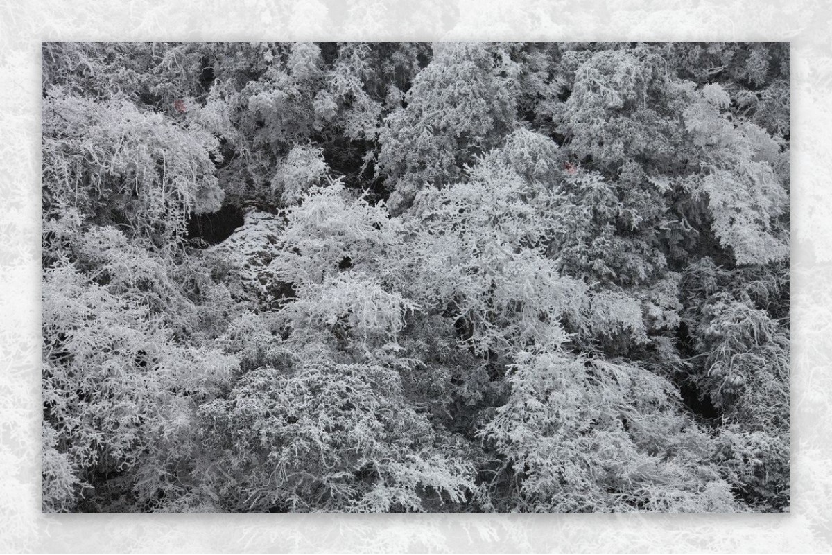 雪山树林风景图片