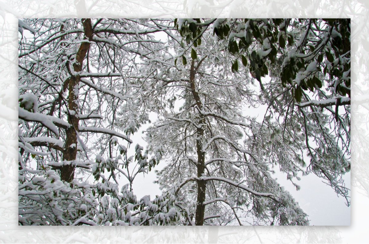 雪景雪松图片