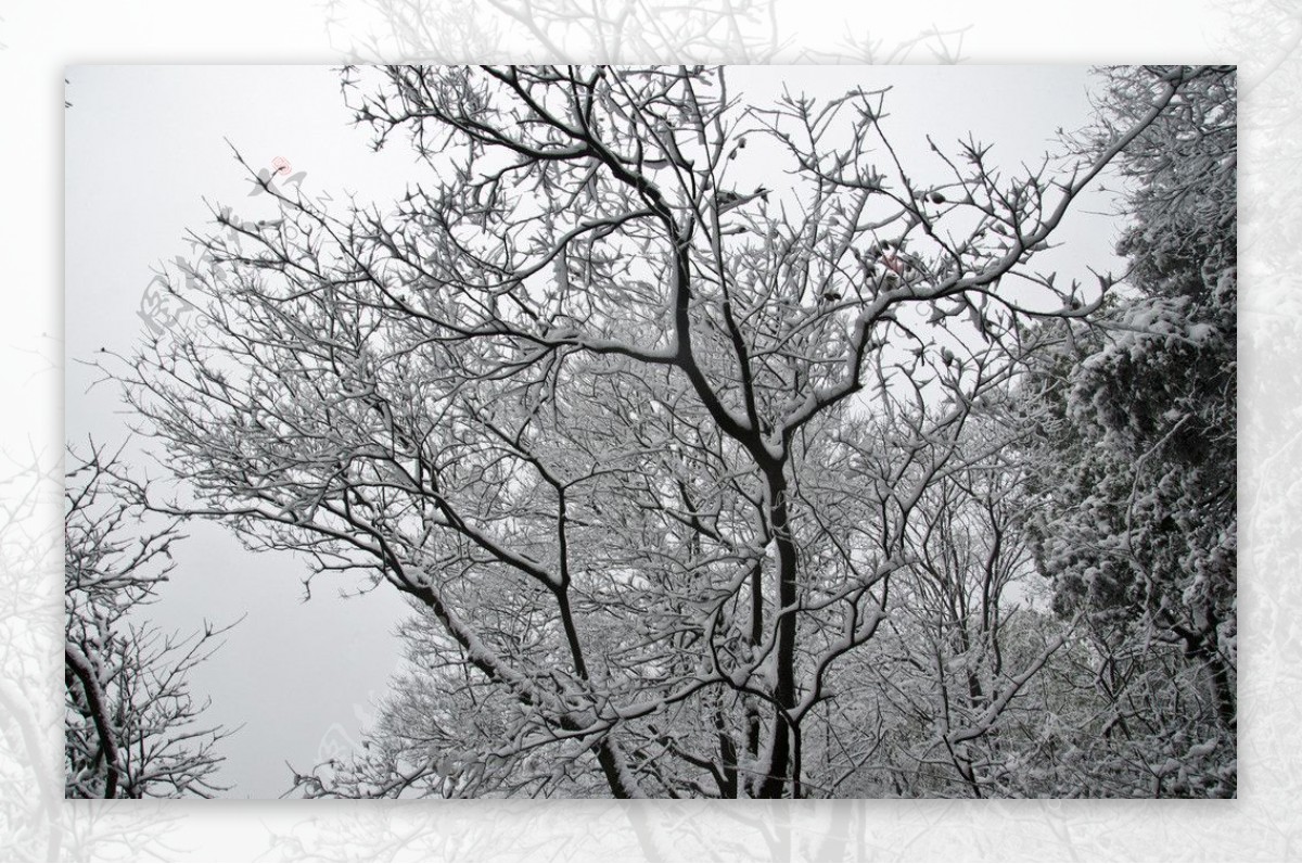 雪景图片