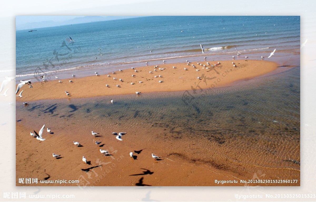 金沙滩海鸥图片
