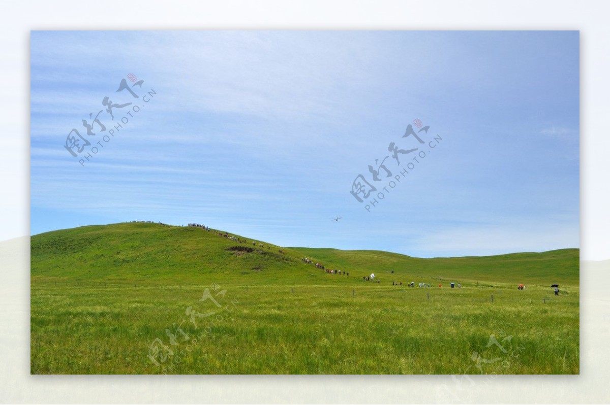 草坪蓝天牛羊草原图片