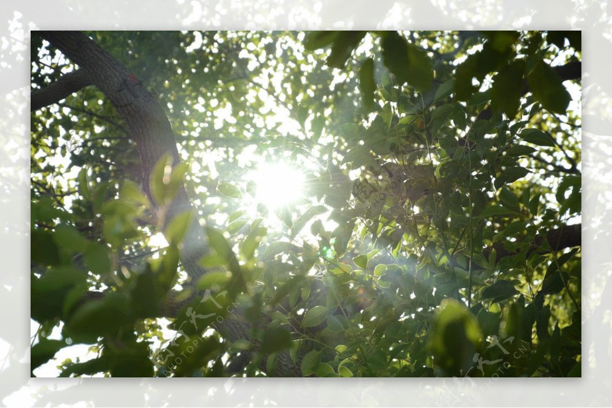 阳光透过树丛图片