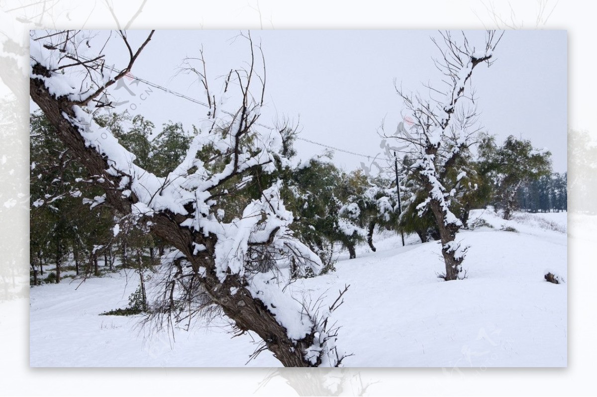 雪后怪柳图片