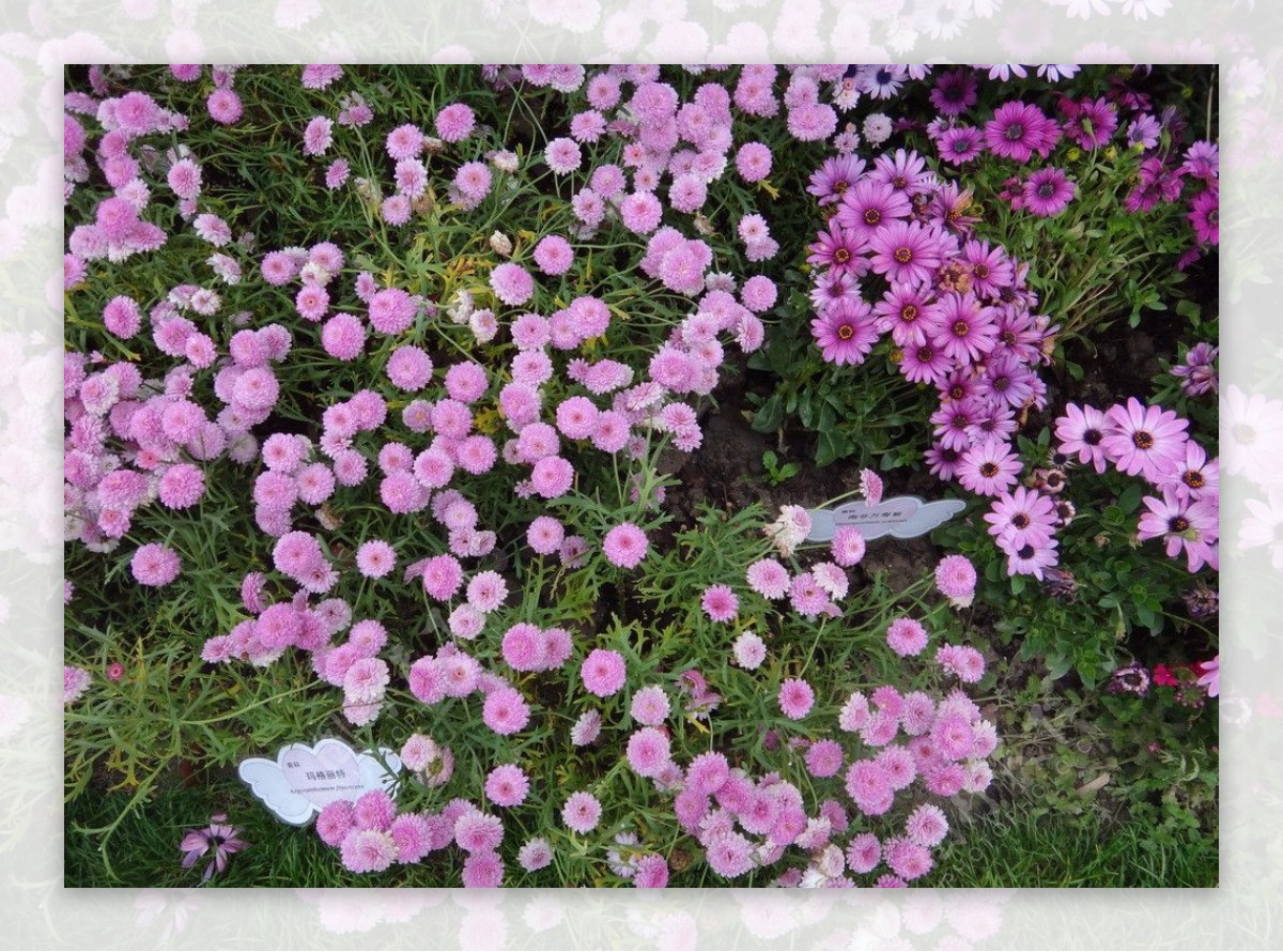 各式紫色小雏菊图片