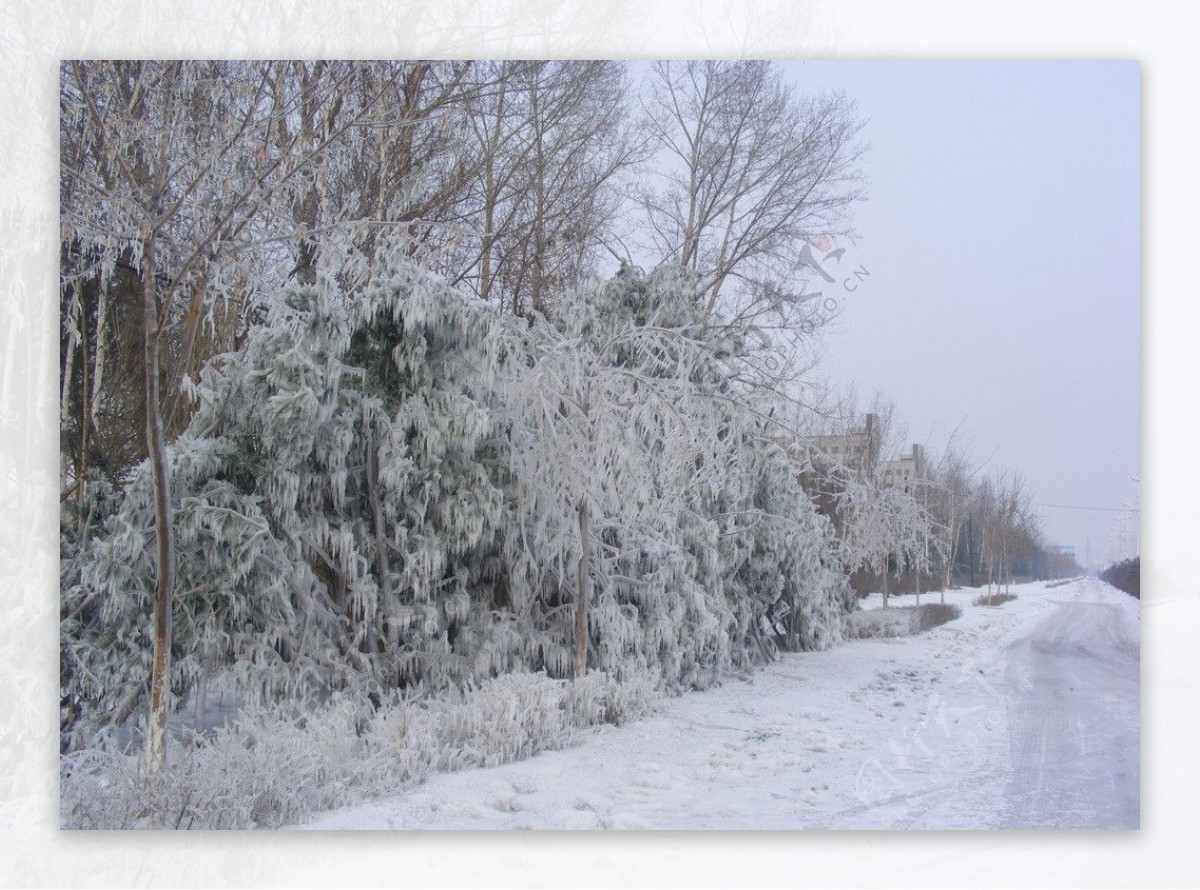 冰雪雾凇图片