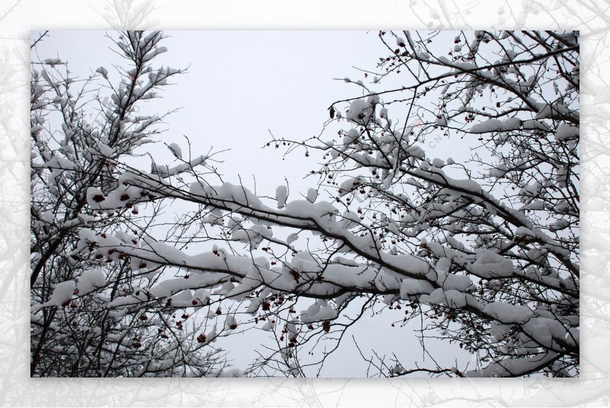 冬天的树挂图片