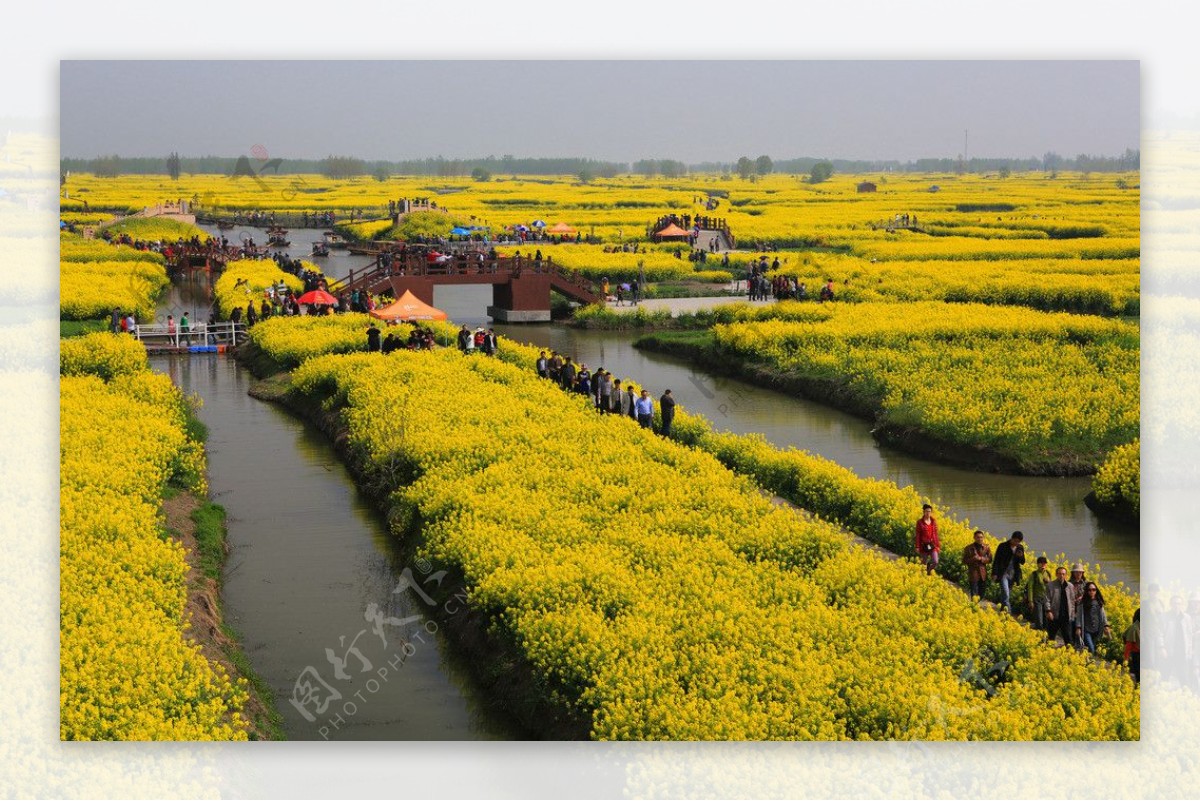 千岛菜花风景区图片