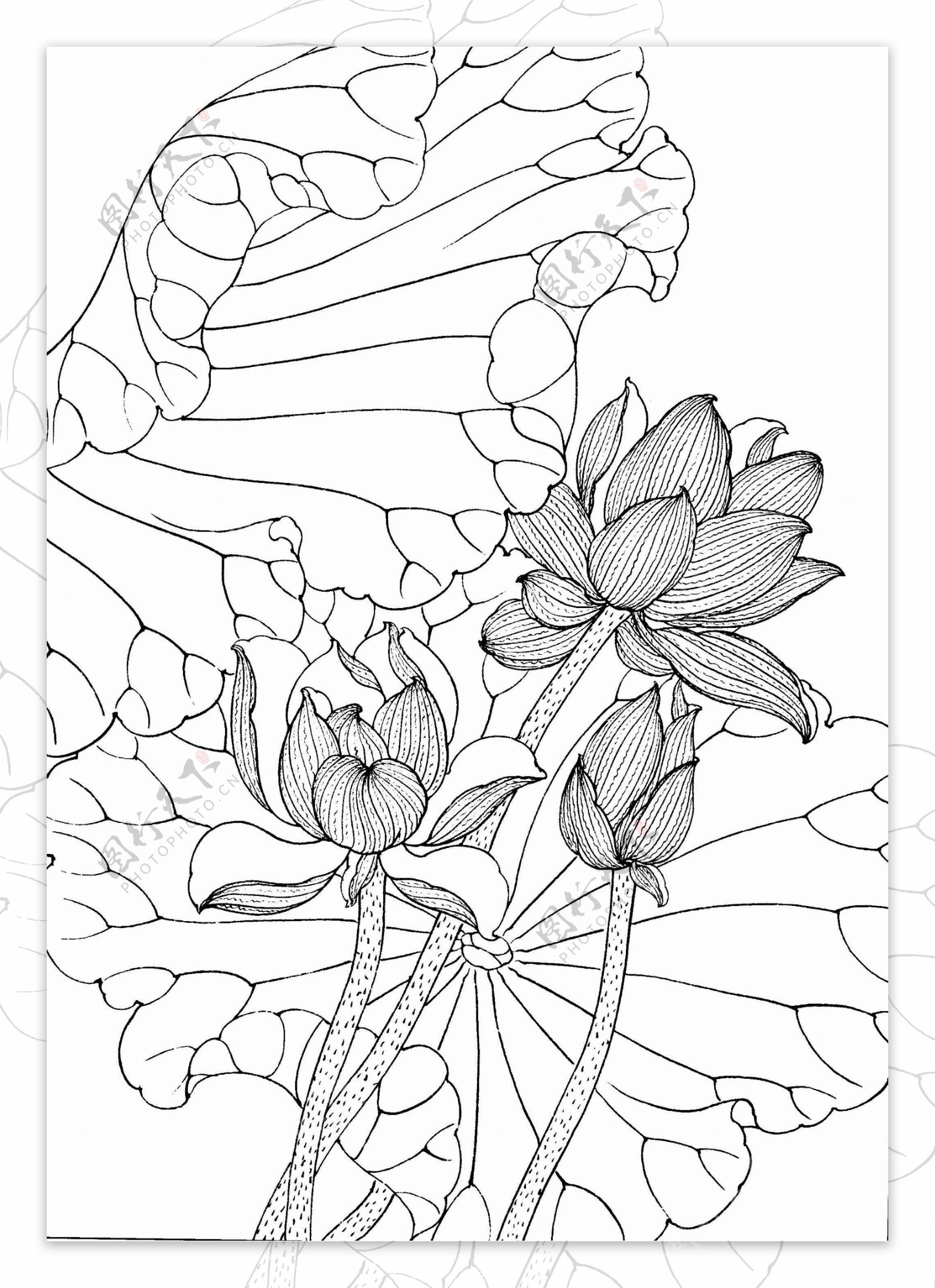 工笔画线描花卉荷花图片