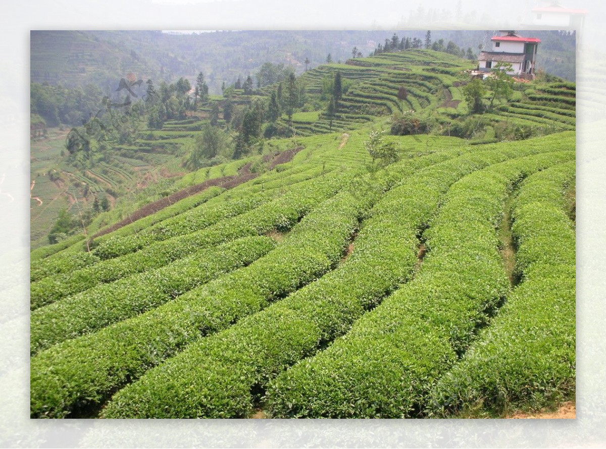 有机茶生产基地图片