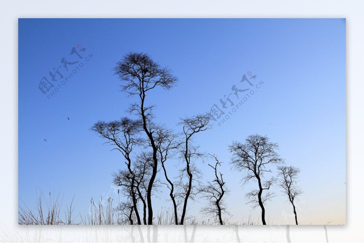 冬日树影图片