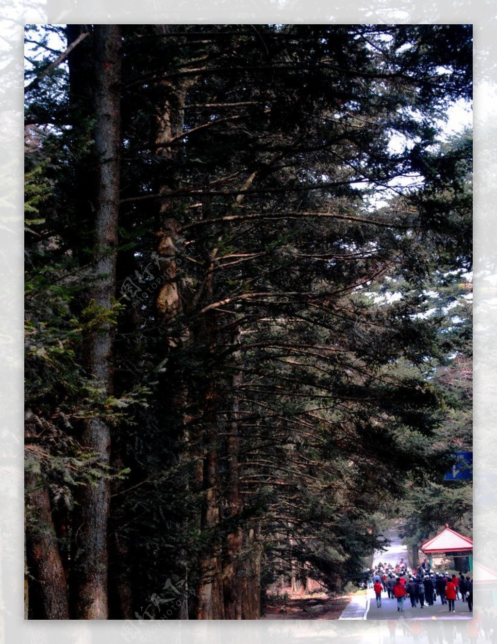 路旁的红杉树图片