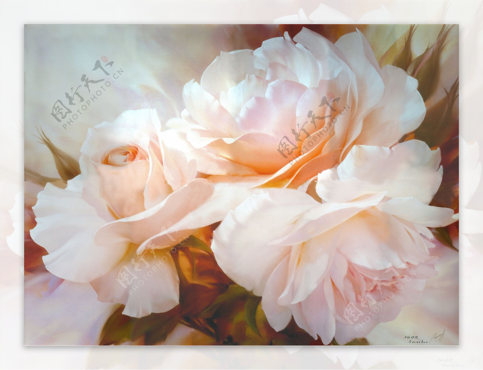 花卉粉玫瑰图片