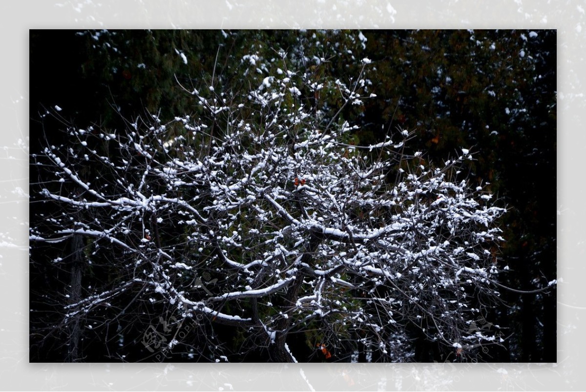树上雪花开图片