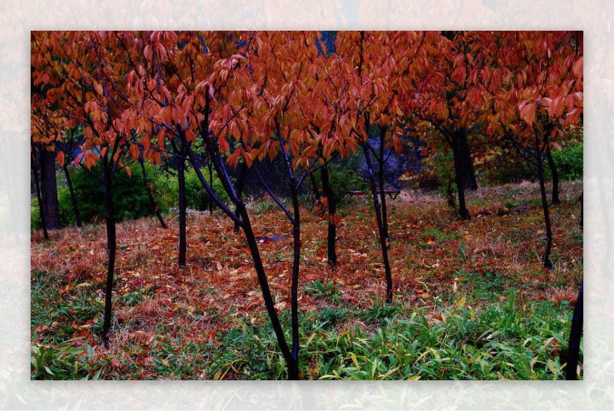 雨中红树林图片