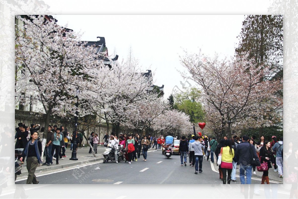 南京樱花节图片