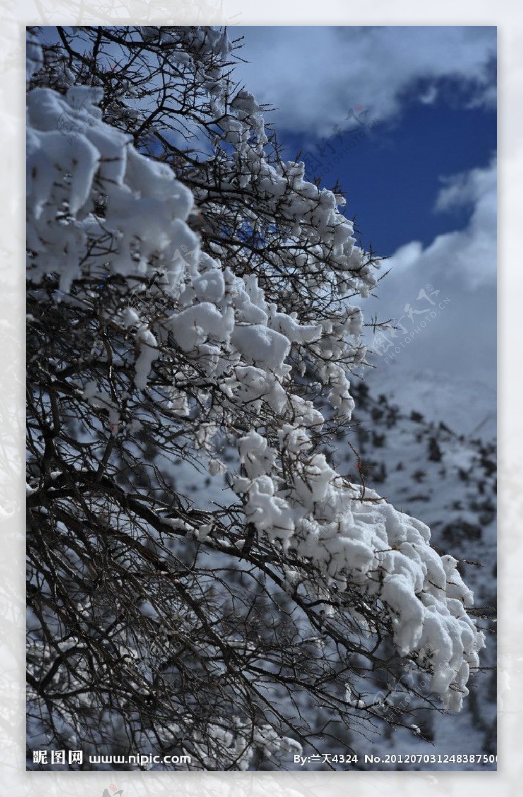 雪松图片