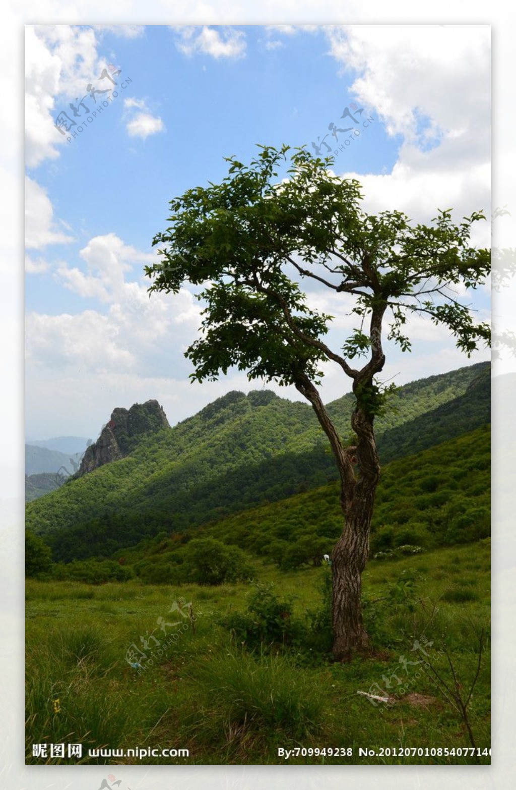 高山之木图片