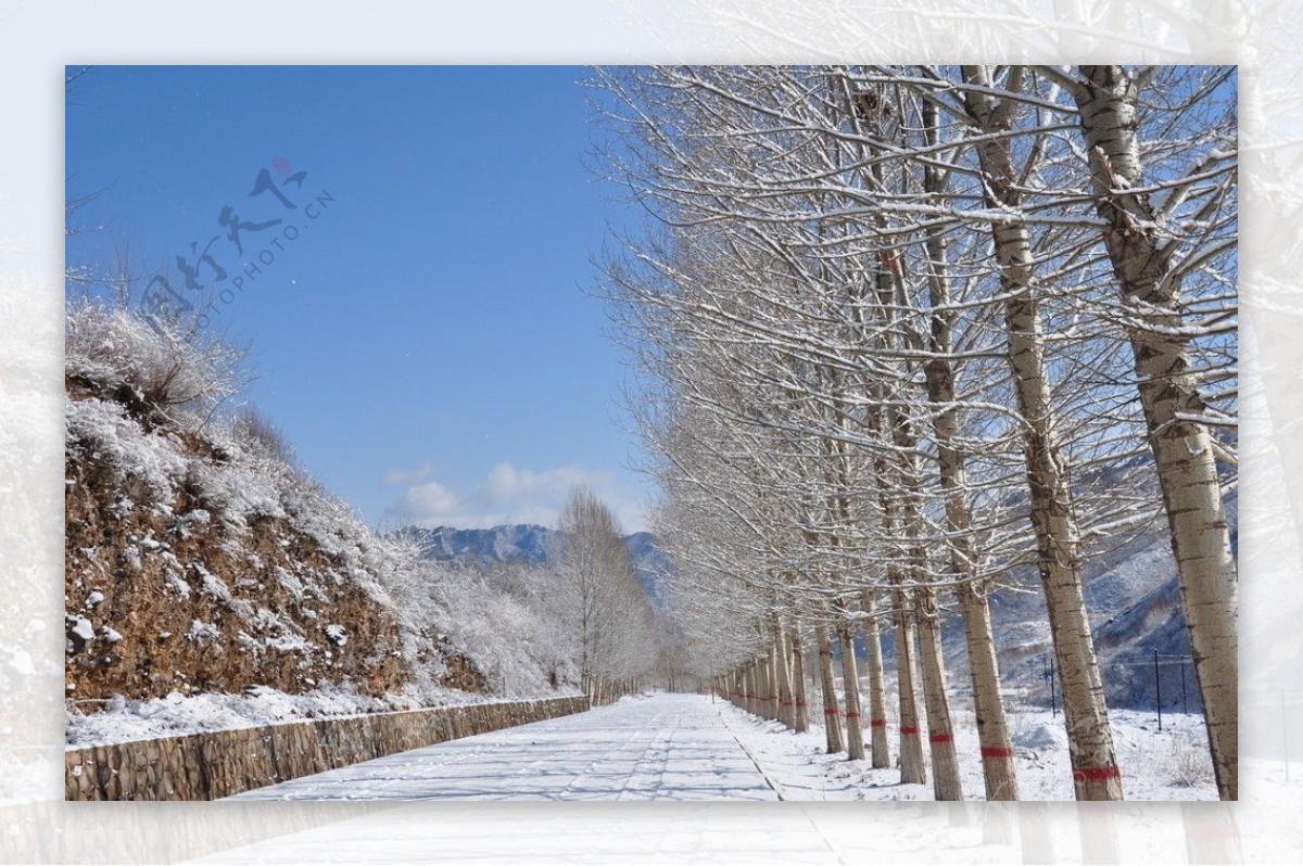 雪景白杨树十七道沟景色图片