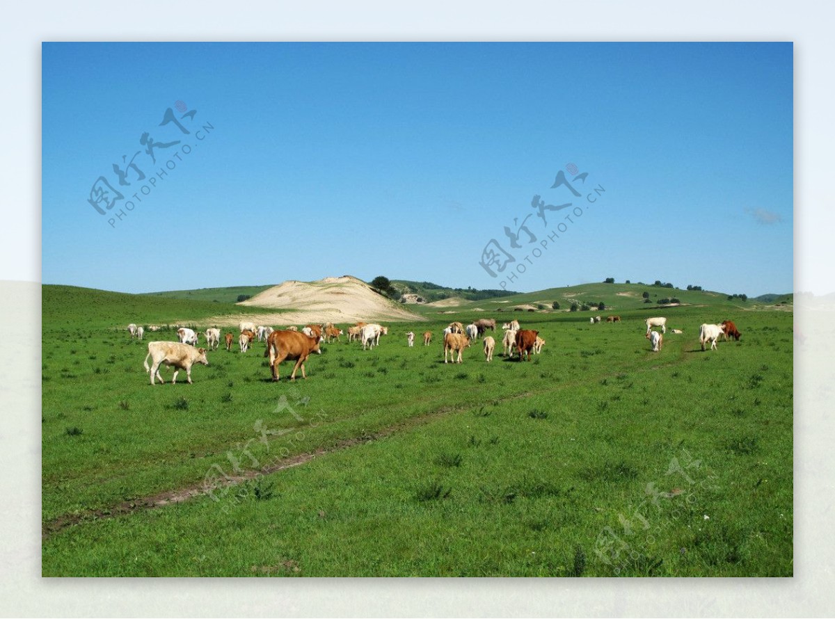 草原牛群图片