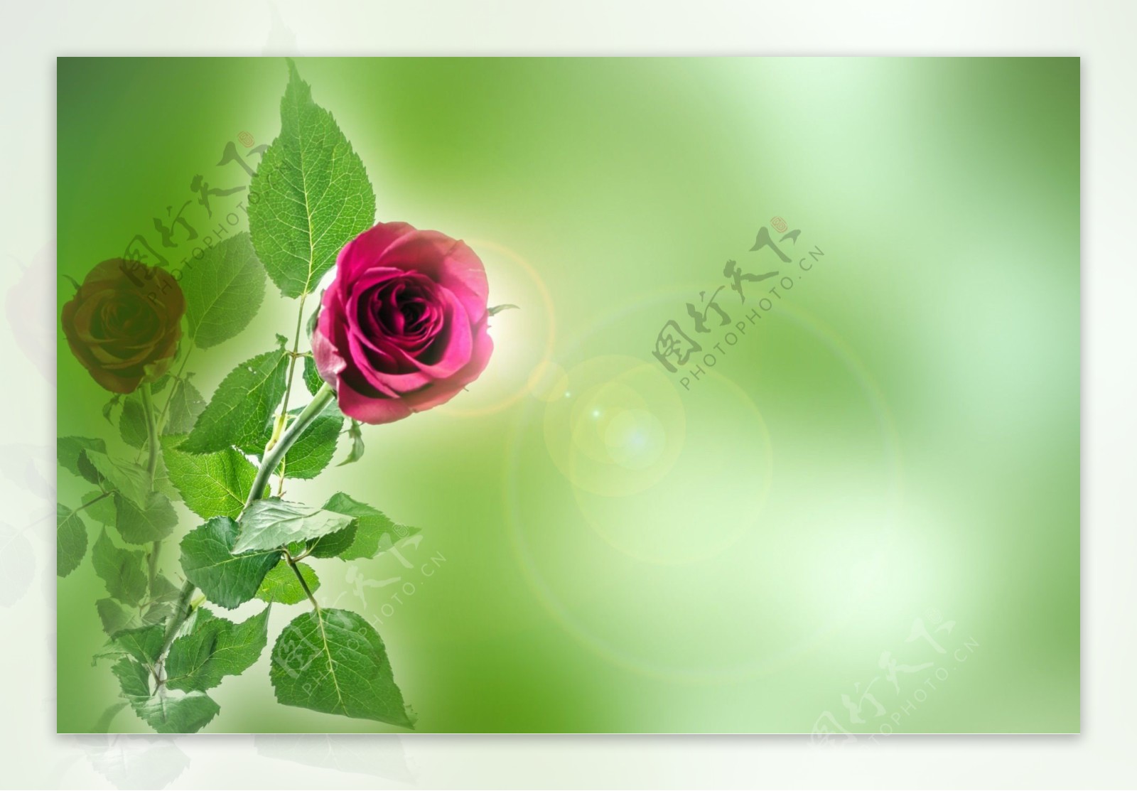 红玫瑰梦幻绿色背景图片