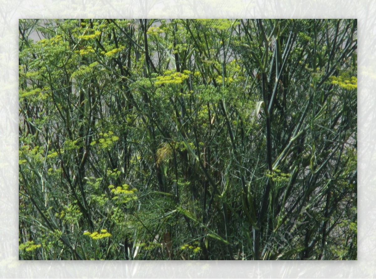 小茴香-六盘山药用植物-图片