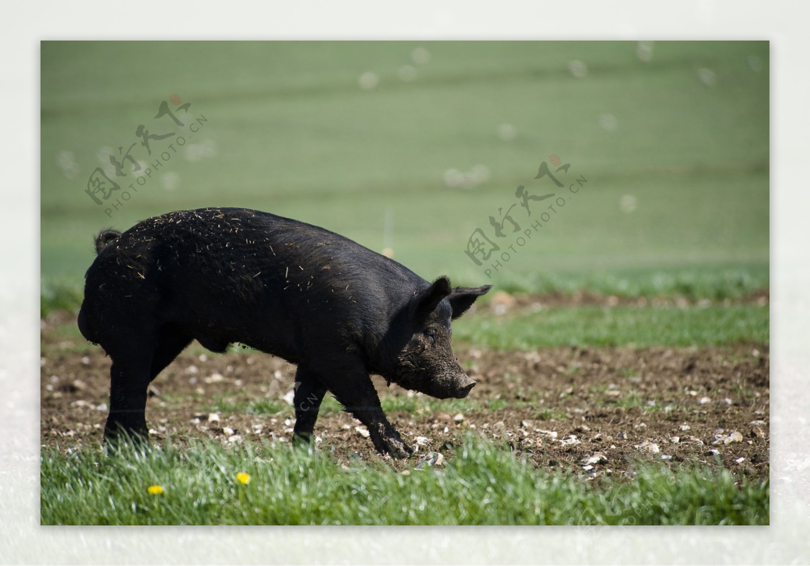 黑猪黑猪肉绿色图片