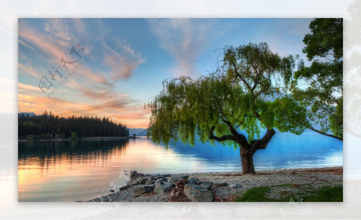 湖边柳树绝美风景图片