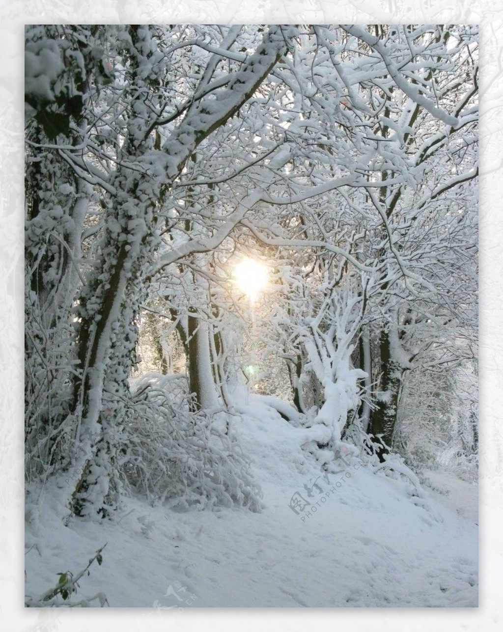 冬天森林美丽雪景图片