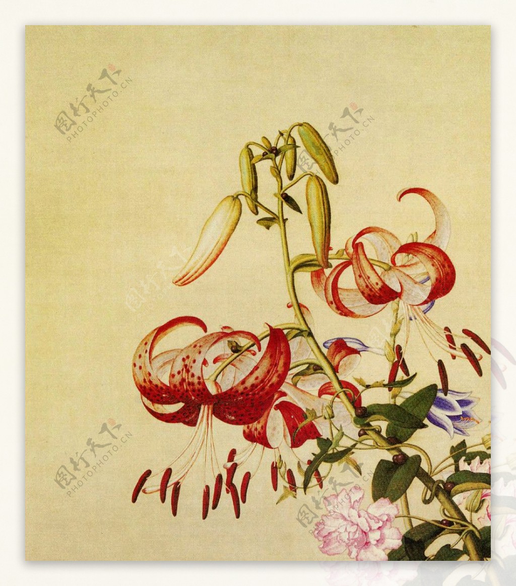 百合花缠枝牡丹图图片