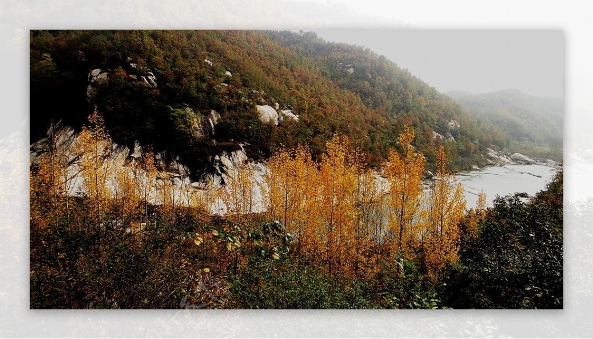 河边的秋林图片