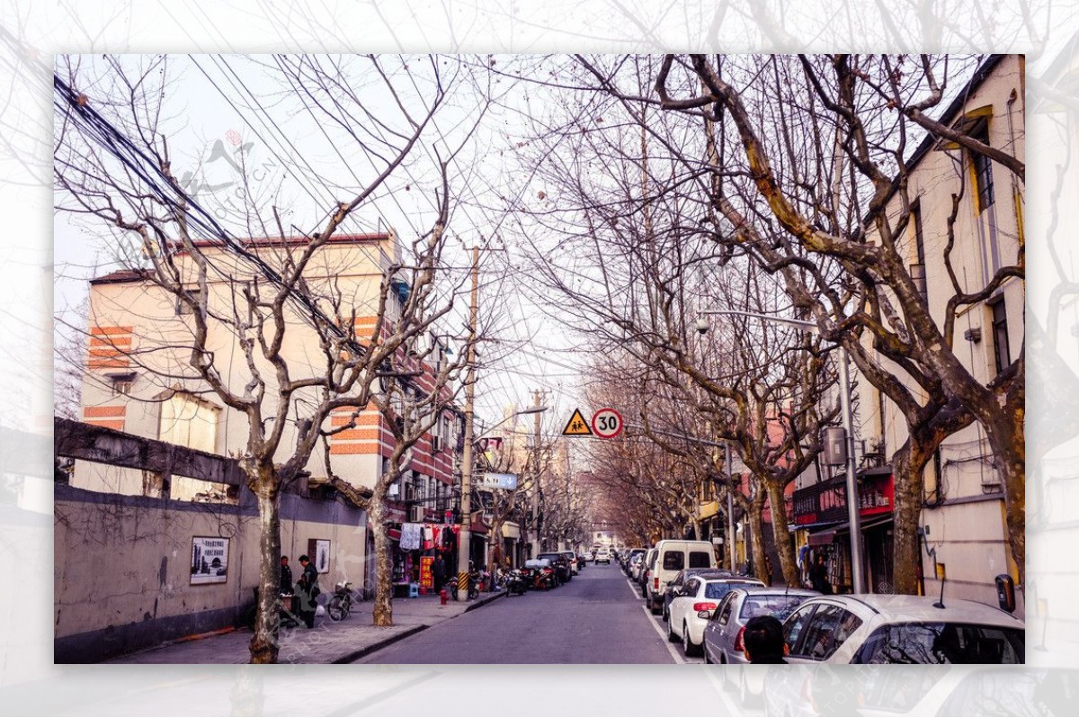 上海旧马路梧桐树图片